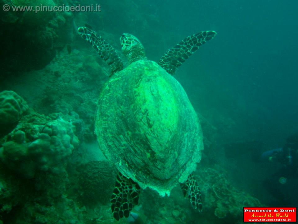 Djibouti - Diving a Djibouti - 42.jpg